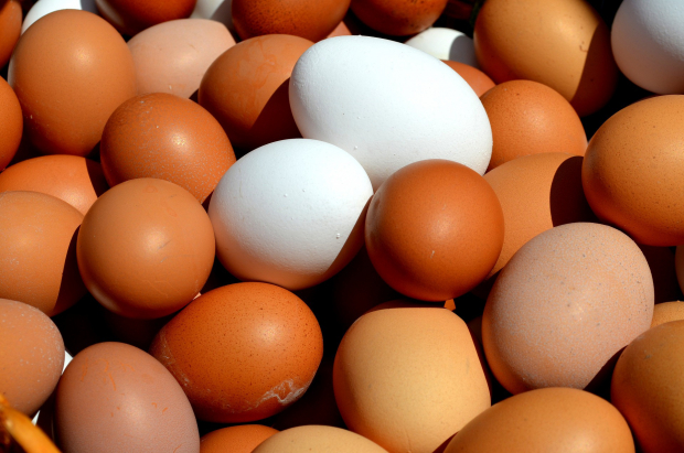 В Узбекистане зафиксирован рост производства яиц