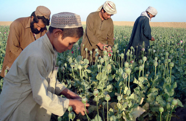 В Центральной Азии резко выросла контрабанда опиума