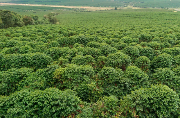 Засуха в Бразилии может привести к росту цен на кофе