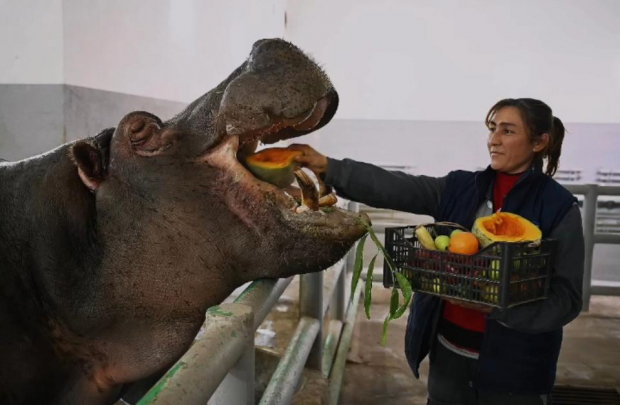 Столичный зоопарк опубликовал умилительные видео с показательных кормлений животных — видео