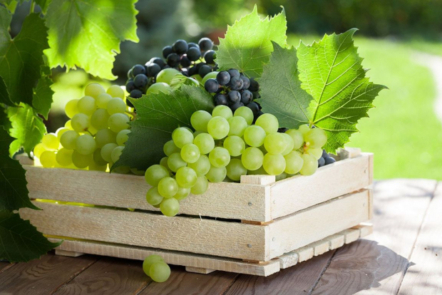 Узбекистан почти в два раза увеличил урожайность винограда