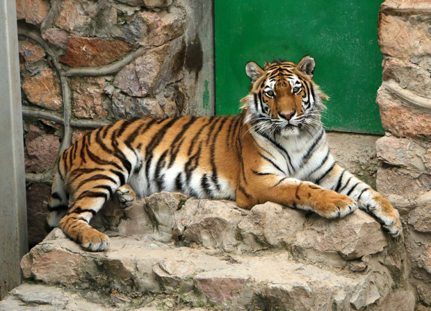 Ташкентский зоопарк показал, чем питаются животные зимой — видео