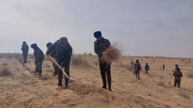 Сотрудники МЧС высаживают саксаул в пустынных зонах Хорезмской области