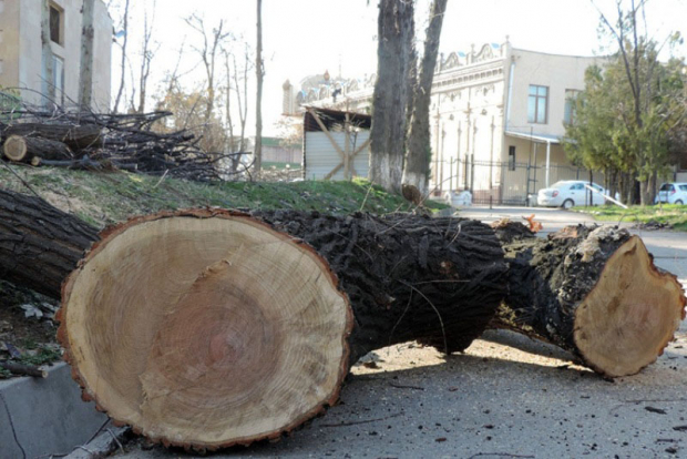 В Узбекистане незаконно вырубившие дерево, будут обязаны посадить 100 саженцев