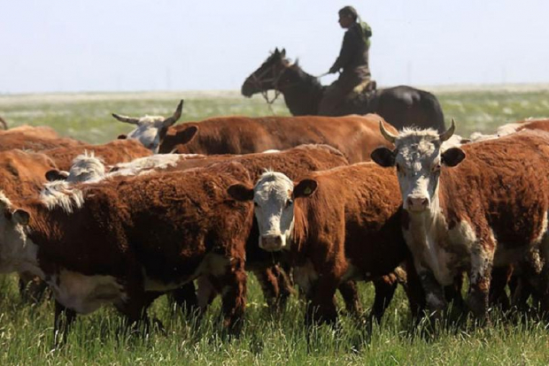 Япония направит $200 млн на развитие животноводства в Узбекистане