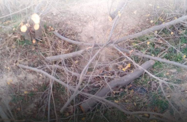 В Кашкадарье за вырубку деревьев и кустарников оштрафовали помощника районного хокима