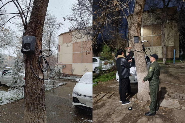 В Ташкенте оштрафовали мужчину за установку зарядного устройства для электромобиля на дереве