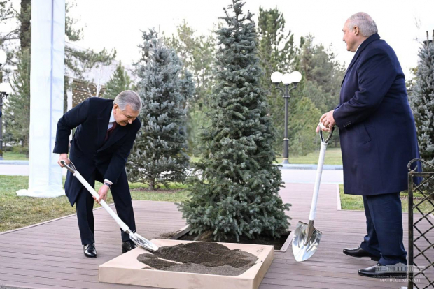 Шавкат Мирзиёев и Александр Лукашенко посадили дерево в резиденции «Куксарой»