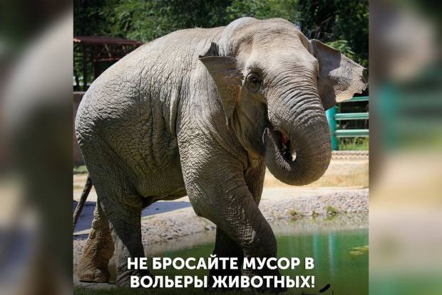 В Ташкентском зоопарке слона «накормили» упаковкой от сухариков
