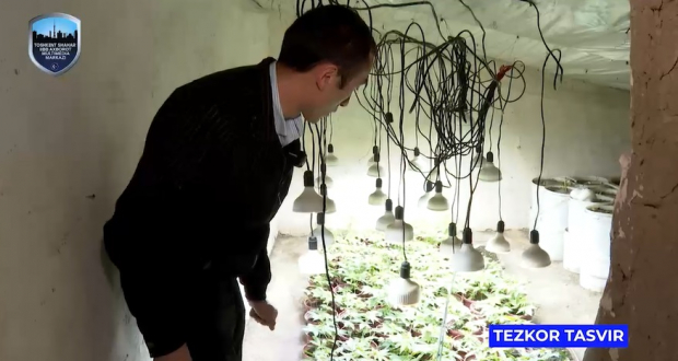Житель Ташкента в своём доме выращивал и сушил марихуану - видео