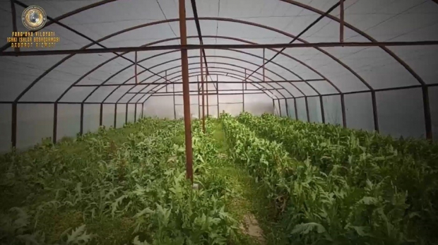 В Ферганской области пенсионер выращивал опийный мак в своей теплице - видео