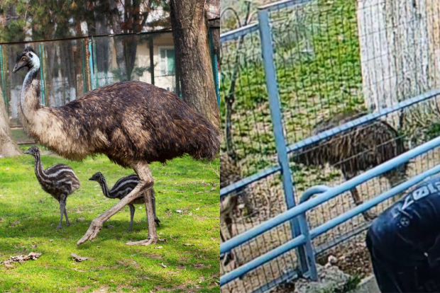 В Ташкентском зоопарке эму чуть не оторвал себе голову из-за посетителя — видео