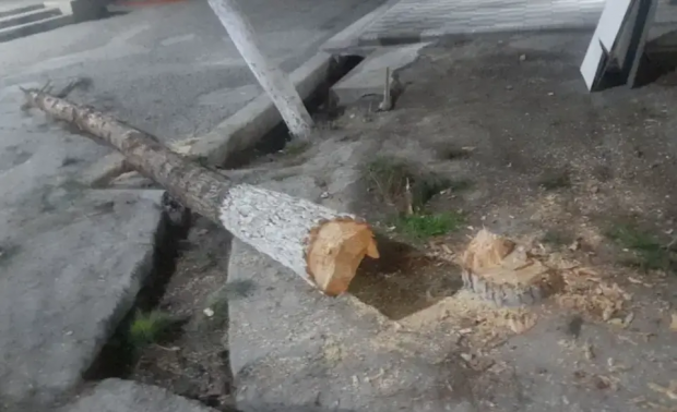 В Фергане мужчину оштрафовали на 45 млн за вырубку дерева