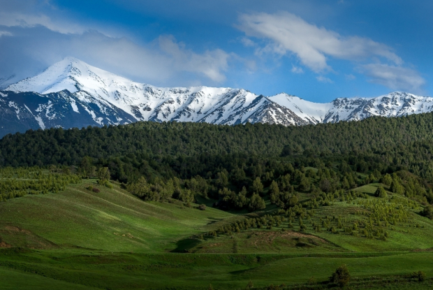 Узбекистан намерен направить 205$ млн на восстановление лесов
