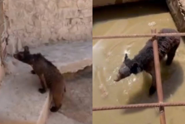 Директор Термезского зоопарка прокомментировал плачевное состояние медведей — видео