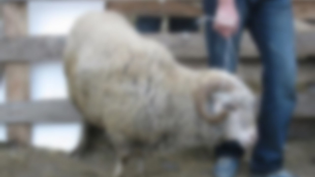 У жителя Джизакской области украли 7 овец и продали их на рынке в Янгиюле