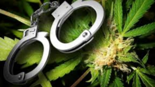 В Ургенче задержали торговца марихуаной