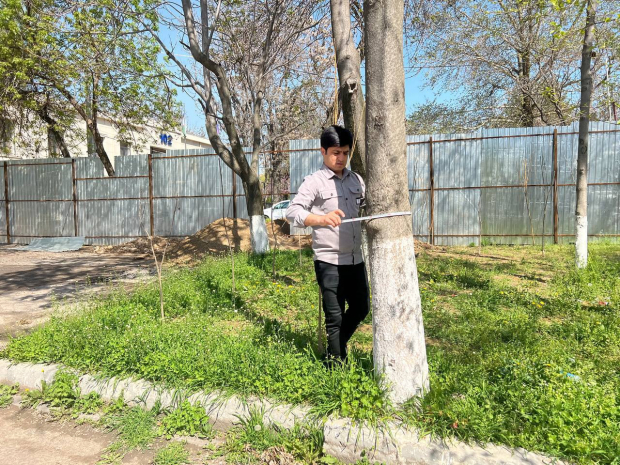 Российский инвестор сохранит деревья на территории стройки в Ташкенте