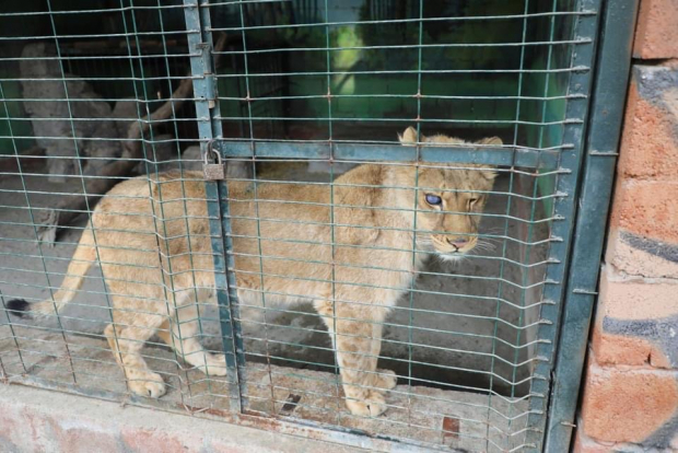 Экологи прокомментировали сообщения о травмированной львице в одном из зоопарков Узбекистана