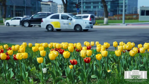 В Ташкенте на закупку и посадку цветов выделили почти 8 млрд сумов