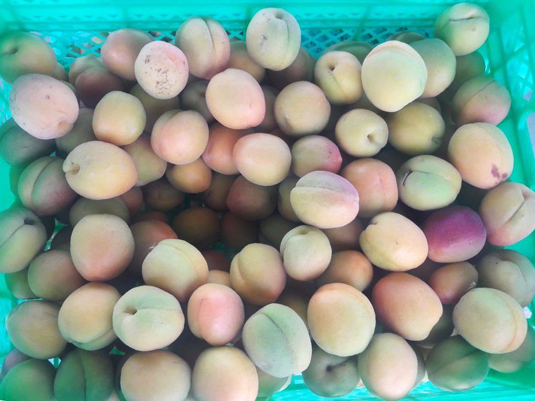 В Сурхандарьинской области созрели абрикосы
