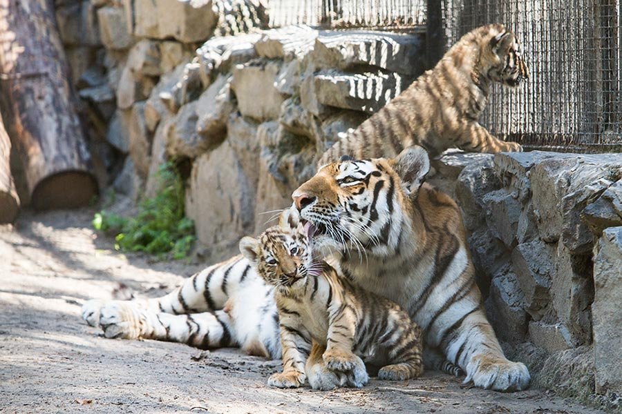 В Термезском зоопарке начался процесс чипирования животных