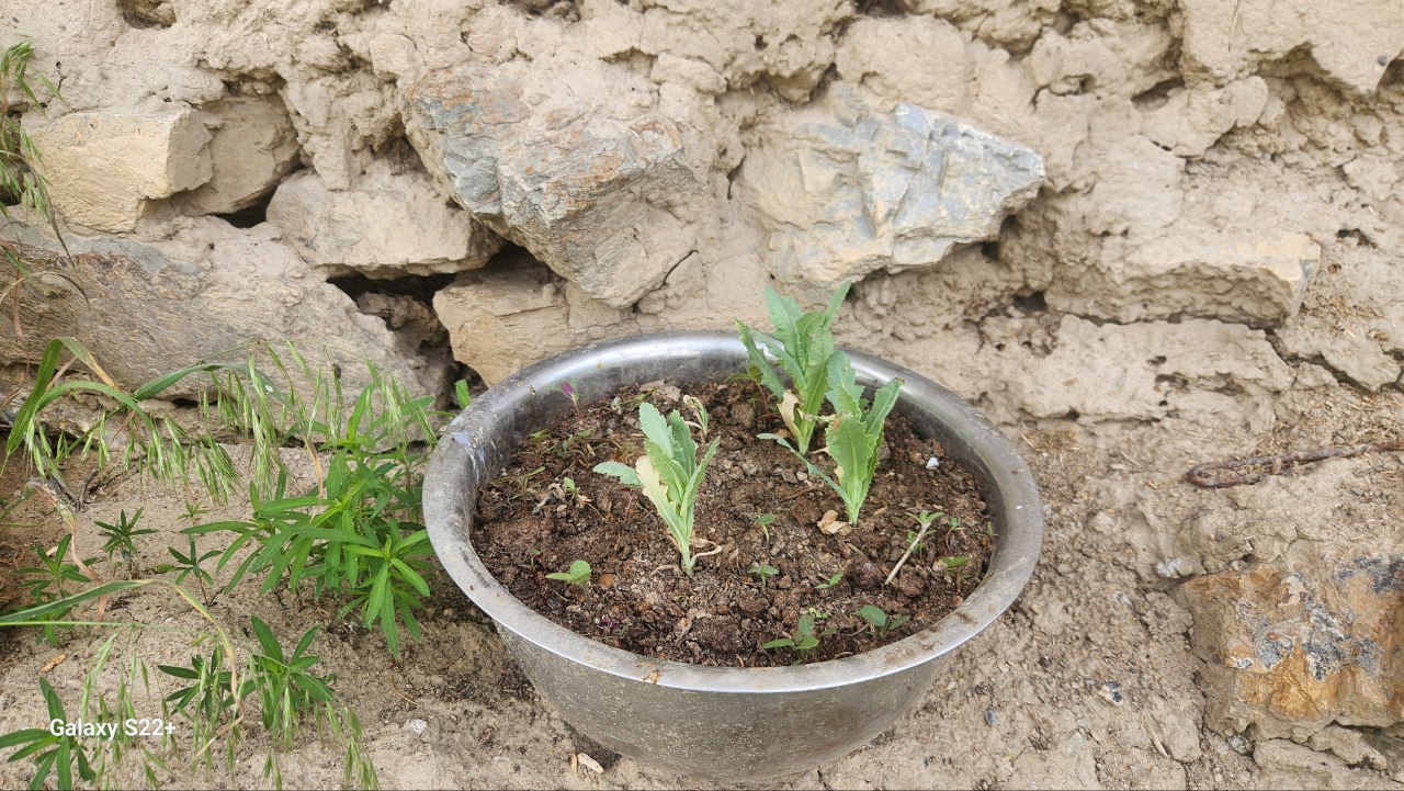 Житель Джизакской области выращивал опиумный мак в тазу