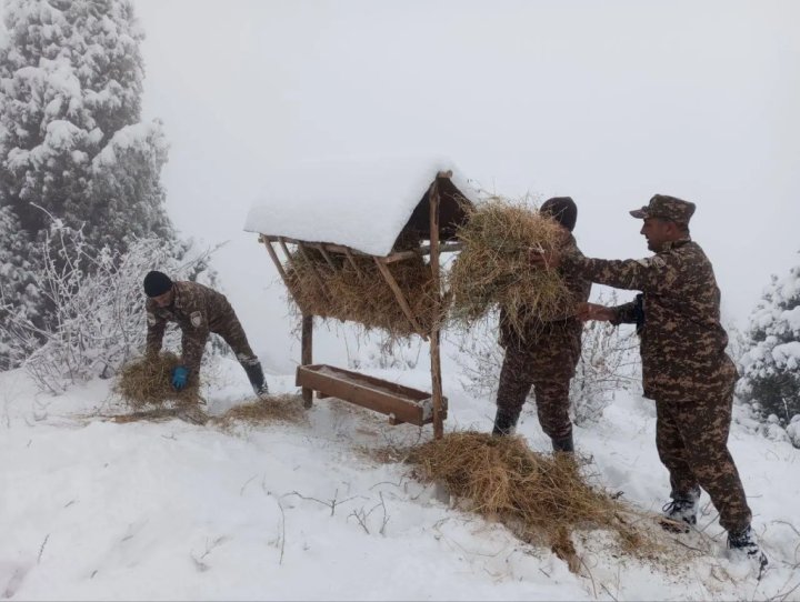 Снежная блокада в горах Узбекистана: как экологи помогают зверям пережить зиму